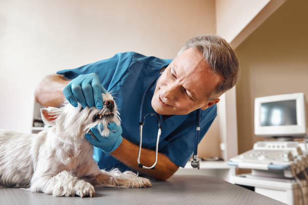Best Mobile Emergency Dentist in Riverview, SC